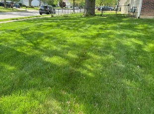 Toney B.'s Lawn Maintenance service result