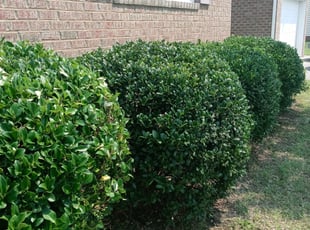Bush Trimming by Ashby Lewis for Roy T. in Chesapeake, VA