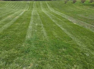 Wes A.'s Lawn Service service result