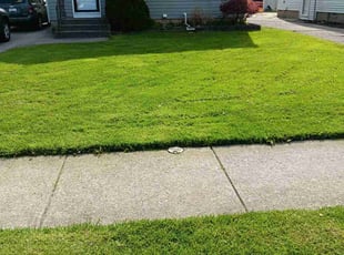 Donna D.'s Lawn Mowing service result