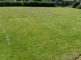 Sally G.'s Lawn Mowing service result