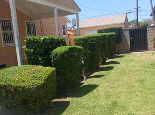 Bush Trimming by William Mendoza for Marilyn W. in Inglewood, CA