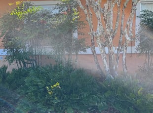 Bush Trimming by Andres Utrera for Anthony D. in St. Cloud, FL
