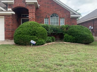 Bush Trimming by Diego Valdez for Merritt M. in Fort Worth, TX