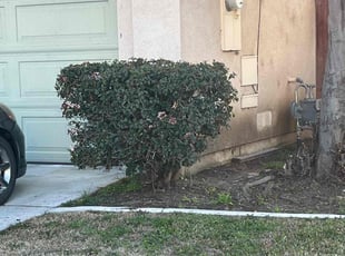 Bush Trimming by Samuel Benavides for Ben M. in San Jacinto, CA