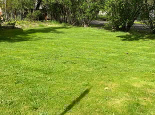 Megan G.'s Lawn Mowing service result