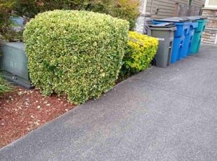 Bush Trimming by Riki Howry for Jasmine A. in Vancouver, WA