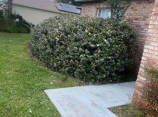 Bush Trimming by Justin Myers for Kyle I. in Deltona, FL