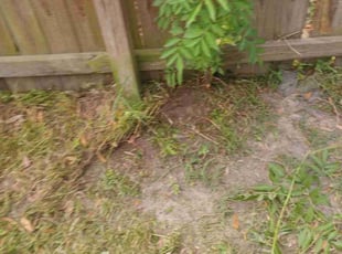 Firuza I.'s Lawn Care service result