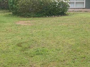 Bush Trimming by Ezekiel Holt for Justin B. in Decatur, GA