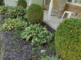 Bush Trimming by Phillip Whitt for Sandra A. in Pataskala, OH