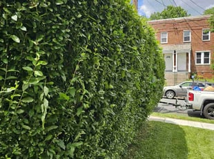 Bush Trimming by Artavius Clark for Dorothy S. in Washington, DC
