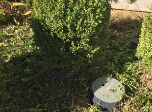 Bush Trimming by Jose Riesco for Russell C. in Arlington, TX