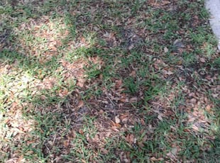 Leaf Removal by Kerline Jean for Sydney S. in Jacksonville, FL