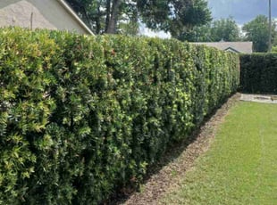 Bush Trimming by Jeffery McWhorter for Peter C. in Longwood, FL