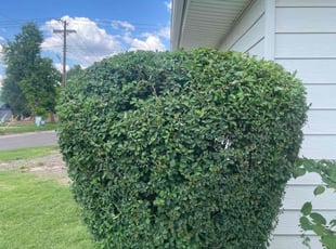 Bush Trimming by Lance Holtman for Tyler B. in Bethany, OK