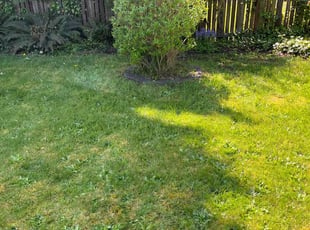 Bush Trimming by Joseph Fullner for Trapper L. in Tacoma, WA