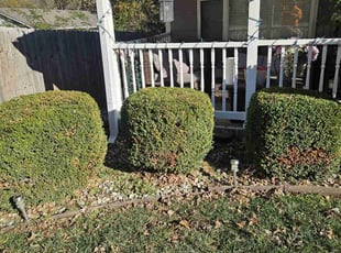 Bush Trimming by Cameron Lewis for Glenda W. in Raytown, MO