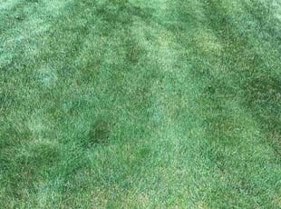 Jacob N.'s Lawn Mowing service result