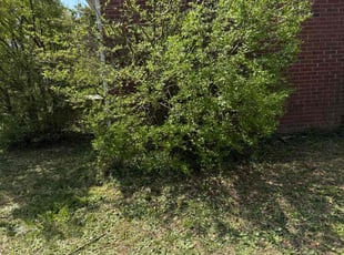 Bush Trimming by Jarvis Hambrick for Brenda H. in Spartanburg, SC