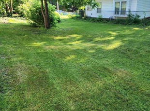 Alberto S.'s Lawn Service service result
