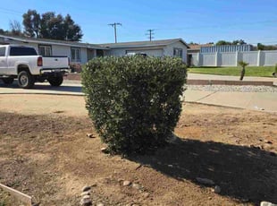 Joycleyn A.'s Bush Trimming service result