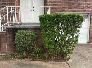 Bush Trimming by Javan Lopez for Randal O. in Webster, TX