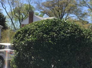 Bush Trimming by Alexis Rafael Ruiz for Candace T. in Takoma Park, MD