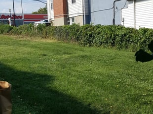 Bush Trimming by Marion Williams for Mark K. in Laurel, MD