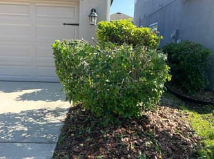 Bush Trimming by Ramon Taguja for P. in Apollo Beach, FL