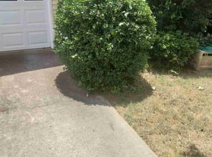 Julio U.'s Bush Trimming service result