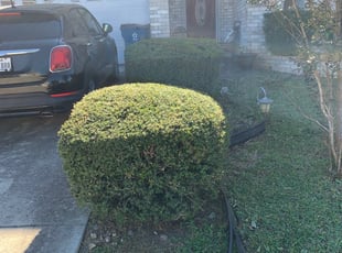 Bush Trimming by Daniel Mora for Erica P. in Cibolo, TX