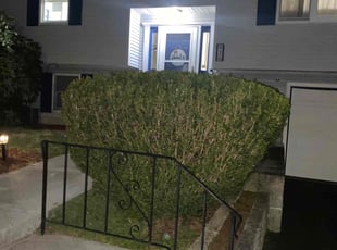 Bush Trimming by Andrew Ventre for Jynny T. in Stoughton, MA