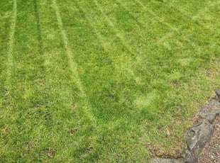 Kala H.'s Lawn Care service result