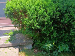 Bush Trimming by Kevin Rhyne for Ben B. in Madison, WI