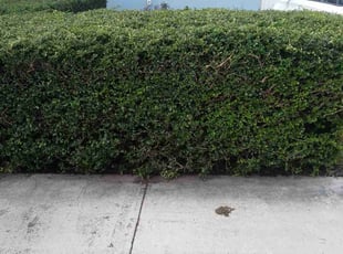 Landscaping by John Hernandez for Jose C. in Miami, FL