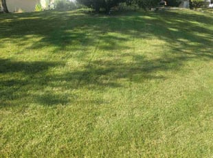 Ronald P.'s Yard Cutting service result
