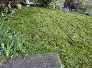 Samuel S.'s Grass Cutting service result
