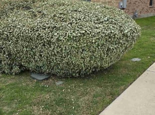 Bush Trimming by McKinley Joseph for Sylvia H. in Hutto, TX