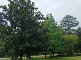 Eliana O.'s Lawn Care service result