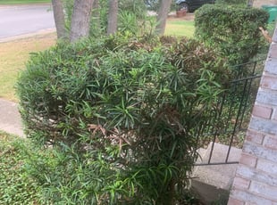 Bush Trimming by Stanmore Hinds for SARAH T. in San Antonio, TX