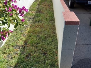 Weeding by Damian Cornelious sr for Ben S. in Burbank, CA