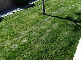 Elizabeth G.'s Grass Cutting service result