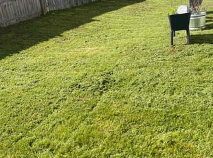 Ed G.'s Lawn Care service result