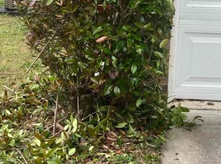 Bush Trimming by Willie Cade for Ashley C. in Lawrenceville, GA
