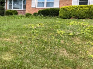 Marissa M.'s Bush Trimming service result