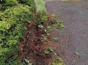 Bush Trimming by Robert Marsico for Montgomery c. in Portland, OR