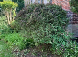 Bush Trimming by Jonathan Ruiz for Jordan T. in Manassas, VA