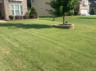 Eliezer G.'s Lawn Service service result