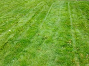 Vincent O.'s Lawn Service service result